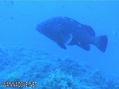 scuba diving photo
