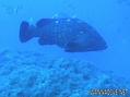 scuba diving photo