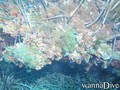 scuba diving photo