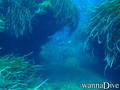 scuba diving photo
