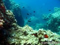 scuba diving photo