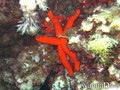 scuba diving photo
