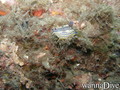 scuba diving photo
