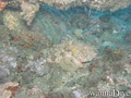 scuba diving photo