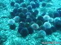 scuba diving photo