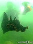 scuba diving photo