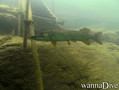 scuba diving photo