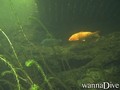 scuba diving photo