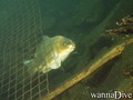 scuba diving photo