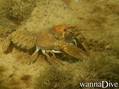 scuba diving photo