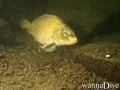 scuba diving photo
