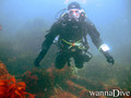 scuba diving photo
