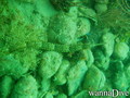scuba diving photo