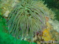 scuba diving photo