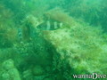 scuba diving photo