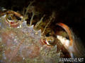 scuba diving photo