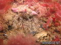 foto de buceo