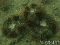 foto de buceo