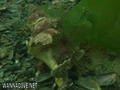 foto de buceo