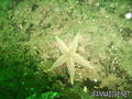 foto de buceo