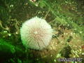 foto de buceo