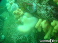 foto de buceo