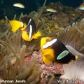 scuba diving photo