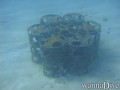 scuba diving photo