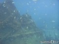scuba diving photo