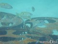 scuba diving photo