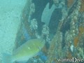scuba diving photo