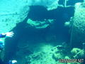 scuba diving photo