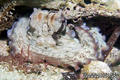 scuba diving photo