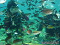 scuba diving photo