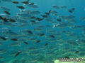 scuba diving photo