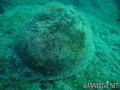scuba diving photo