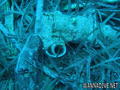 scuba diving photo
