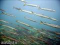 scuba diving photo