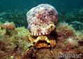 scuba diving photo