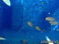 scuba diving photo