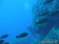 scuba diving photo
