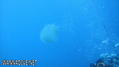 foto de buceo