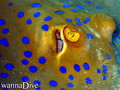 scuba diving photo