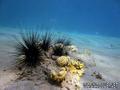 scuba diving photo