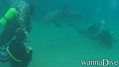 scuba diving photo