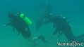 scuba diving photo
