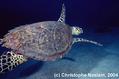 scuba diving photo