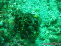 scuba diving photo