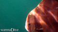 scuba diving photo