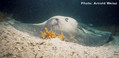 scuba diving photo